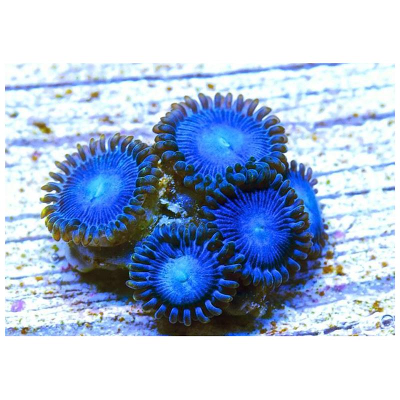 Corali Zoanthus sp. Blue - imagine 5